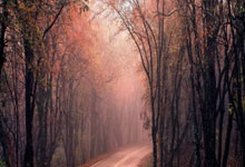 半场战报:罗马尼亚-波黑,吉戈维奇建功.